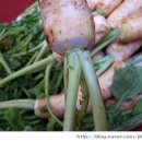 김치 특강 이미지