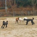 펫빌리지 이미지