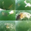 물 속 골리앗 이미지