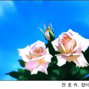 전*호 이미지