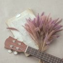 우쿠렐레 이미지