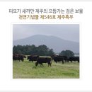 천연기념물 제546호 제주흑우 이미지