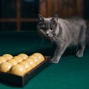 SK클럽당구 이미지