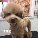 까까몽 애견미용실 이미지
