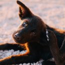 관양동물병원 이미지