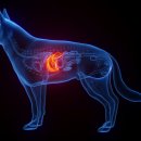 죽전동물메디컬센터 이미지