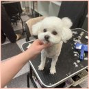 아로마테라피3급자격증 | 대구애견미용학원 비용 국비지원 자격증 창업까지 다이렉트 후기