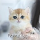천안 고양이분양 도로시펫 이미지