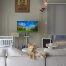 올리버 스테이 이미지