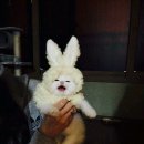 양이네