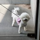 [부산 센텀 감성카페] 분위기 좋은 애견동반 카페 ‘스페이스단단’ 후기