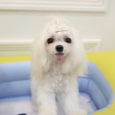 펫존&견생컷 네이버블로그