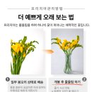 샤샤플라워