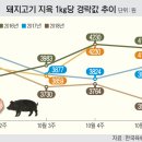 한돈 이미지