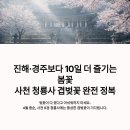 와룡길 | 진해·경주보다 10일 더 즐기는 봄꽃 – 사천 청룡사 겹벚꽃 완전 정복 가이드