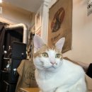 원두볶는 고양이 이미지