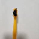 구치과학치약/ 제이베럴즈 칫솔 내돈내산 솔직 후기(유니크하게 양치하기)