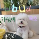 W.11 우붓 유명 가성비 숙소 정리 및 이슈✅️췌크~~ | 시드니-발리 신혼여행 세번째 이야기 | 수정ing..