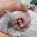 Dr. 오즈 동물병원 이미지