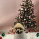 카이저 동물병원 | 화명동 애견미용 화명동강아지미용추천 라무라무펫살롱 포메곰돌이컷후기