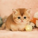 부산고양이분양 퍼스트캣 부산점 이미지