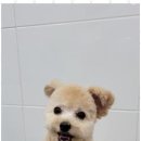 멍멍애견미용 이미지