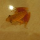 황금개구리 이미지