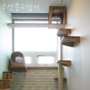 우산쓴고양이 | 서울 강서구 애견호텔 우산쓴고양이 사용자리뷰 영업시간 위치