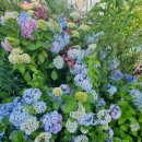 꽃보다 라인댄스 이미지