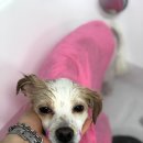 단비애견 미용실 이미지