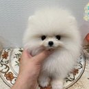 부산강아지분양 앨리펫 이미지