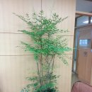 양재초등학교 이미지