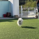 (주)펫퍼스바이오캠 | 경주애견펜션 퍼스펫파크 퍼스펫애견펜션 내돈내산 후기 경주애견동반여행