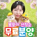 인천강아지분양 테디럽 | 인천강아지무료분양 투명한 테디럽