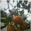 뮤즈 펜션 | 언양펜션 자연이 숨 쉬는 힐링 공간, 뮤즈세움 스테이 후기