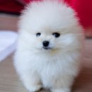 애완강아지 이미지