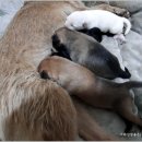 애완강아지 이미지