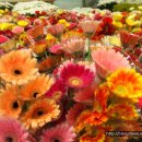 스마일화원 이미지