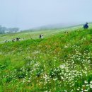 평창여행) 평창 청옥산 육백마지기 - 청정고원에서 만나는 샤스타데이지꽃밭, 실시간개화현황, 여행꿀팁!