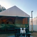 파라독스글램핑 | 태안 애견동반 개별운동장이 있는 ‘파라독스 애견펜션 돔글램핑 오토캠핑장’ 내돈내산 후기