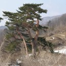 여우목로 이미지