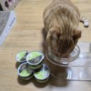 한끼멍냥 이미지