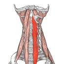 GYM502 네이버블로그
