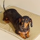 도그엔젤 이미지