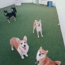 몽구네 애견유치원 이미지