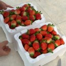 부림농장 | 논산 딸기농장 하우스 현지인 직거래 광석농원