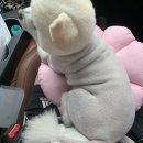 견공풀하우스 이미지