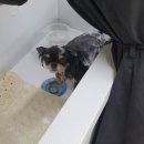 지지묭 | 지지묭/스트레스 없는 강아지 미용 /가위 컷 강아지 미용/천안 두정동