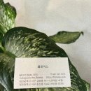 용문꽃집
