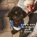 진천 | 무인 애견용품점 비교 | 몽냥이 펫 편의점 &amp; 웃는개이쁜고양 &amp; 씨유펫 &amp; 멍멍마캣 (솔직후기O)